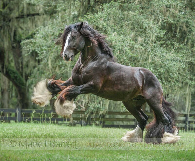8683-14A.jpg :: Frisky adult male Gypsy Vanner Horse stallion strikes front legs out