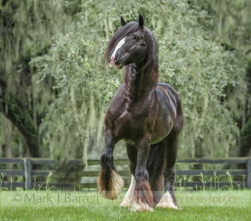 8683-36(1).jpg :: Gypsy Vanner Horse stallion