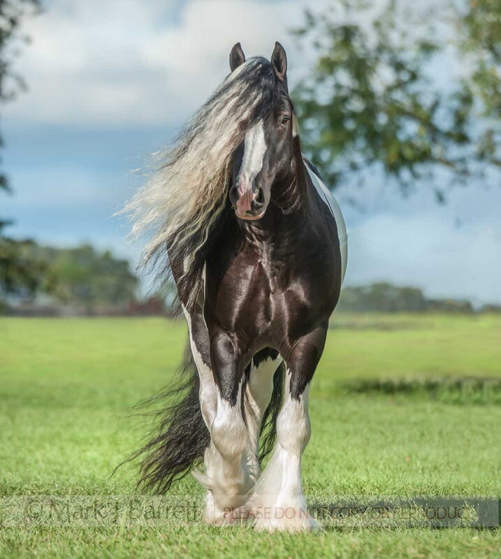 8685-23A(1).jpg :: Gypsy Vanner Horse stallion \
