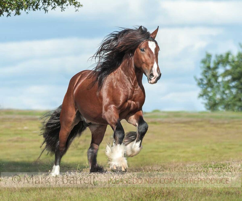 8686-56(1).jpg :: Gypsy Vanner Horse colt \