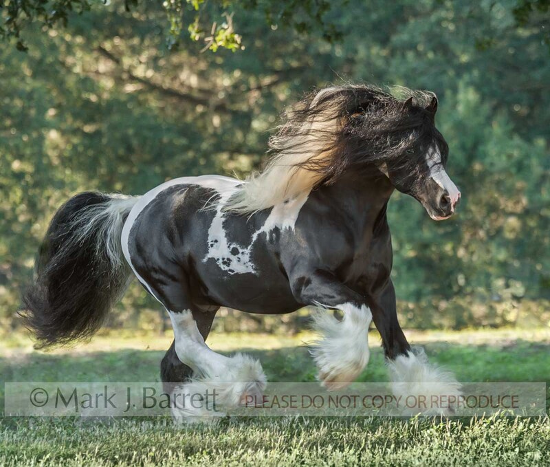8687-40.jpg :: Adult male Gypsy Vanner Horse stallion runs in grass field