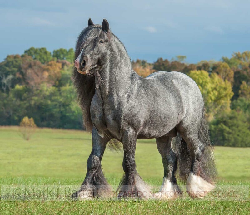 8688-16.jpg :: Gypsy Vanner Horse stallion