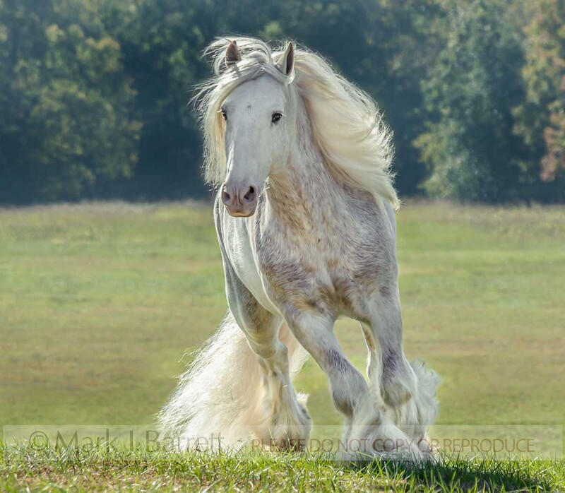 8689-26(1).jpg :: Gypsy Vanner Horse stallion