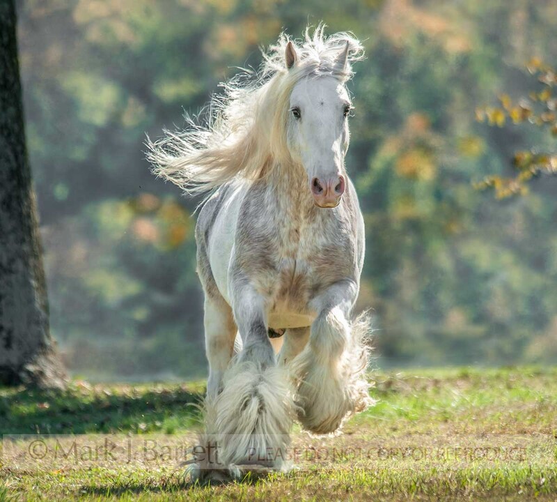 8689-42A.jpg :: Gypsy Vanner Horse stallion charging at us