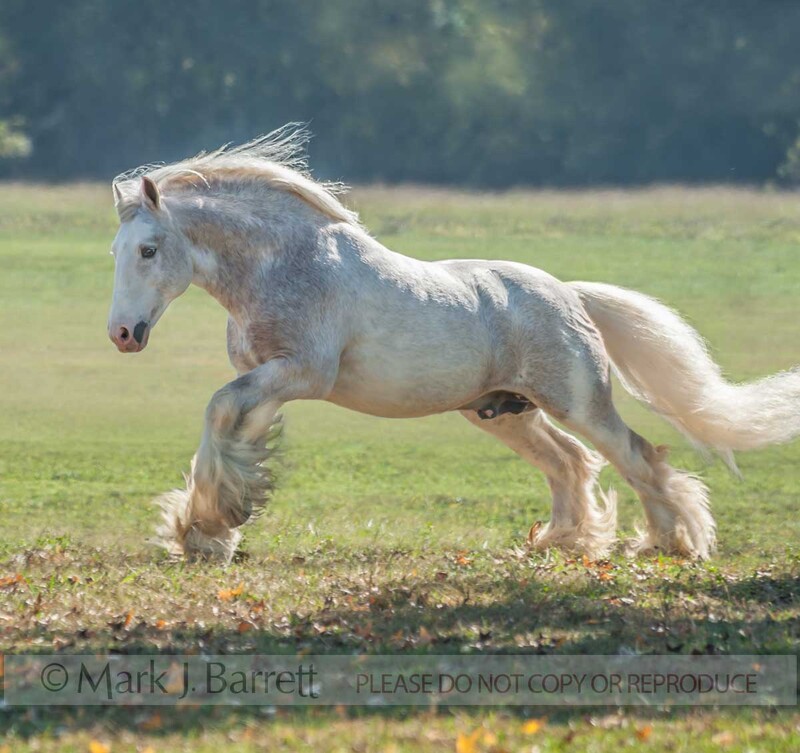 8689-57(1).jpg :: adult male Gypsy Vanner Horse  gallops across grass field