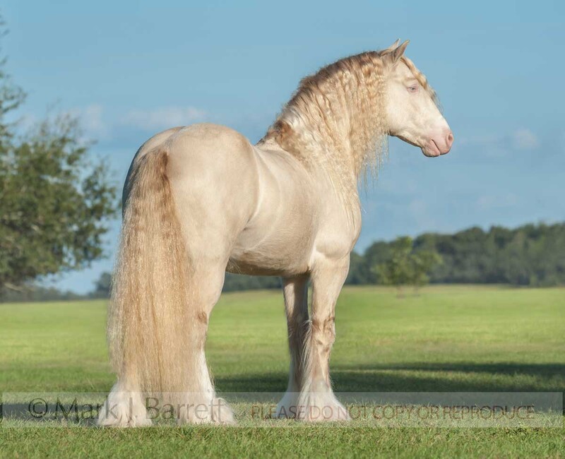 8694-27(1).jpg :: Perlino tabiano Gypsy Vanner Horse stallion \