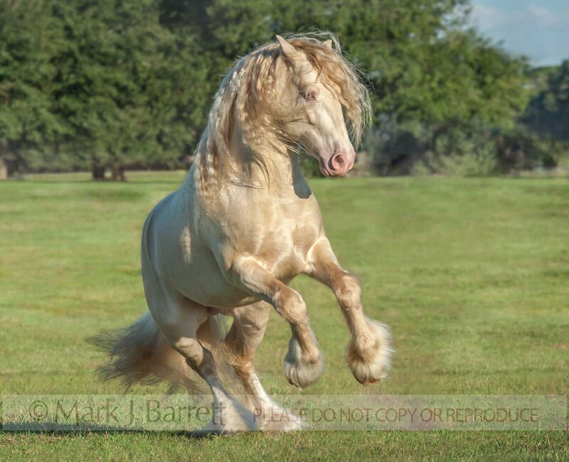 8694-40(1).jpg :: Perlino tabiano Gypsy Vanner Horse stallion ROMPS IN GRASS FIELD