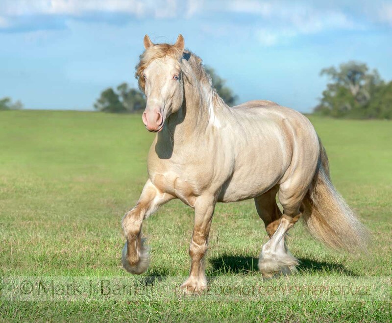8694-55A.jpg :: Gypsy Vanner Horse stallion \