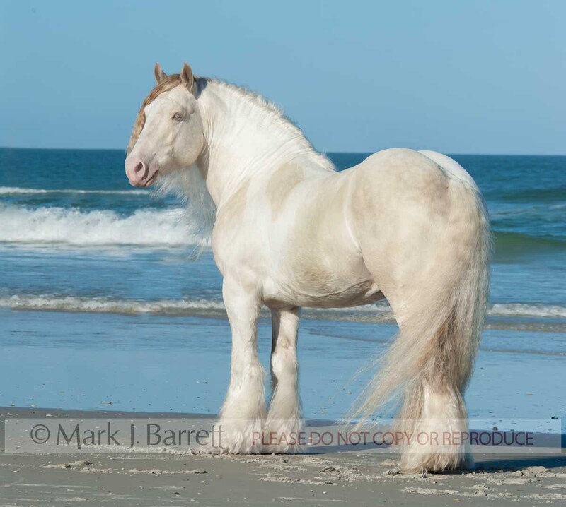 8696-24.jpg :: ADULT MALE Gypsy Vanner Horse stallion stands on ocean shore