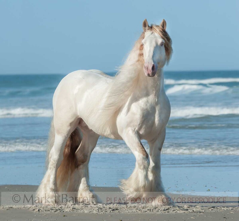 8696-34(2).jpg :: qdult male Gypsy Vanner Horse stallion portrait on ocean beach shore
