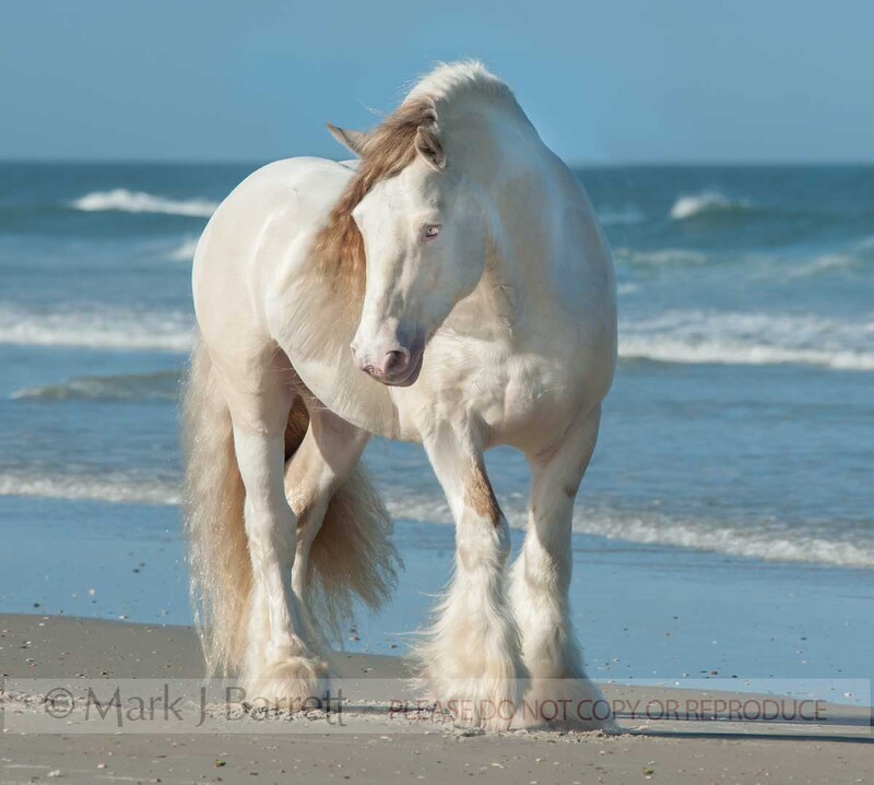 8696-36A(2).jpg :: Perlino tabiano Gypsy Vanner Horse stallion