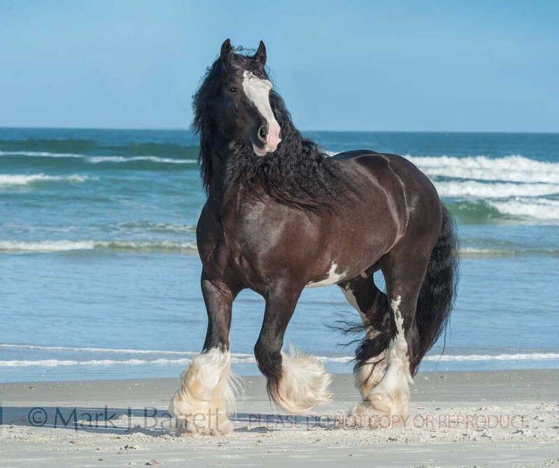 8697-43D(1).jpg :: adult male Gypsy Vanner Horse stallion trots along ocean beach .