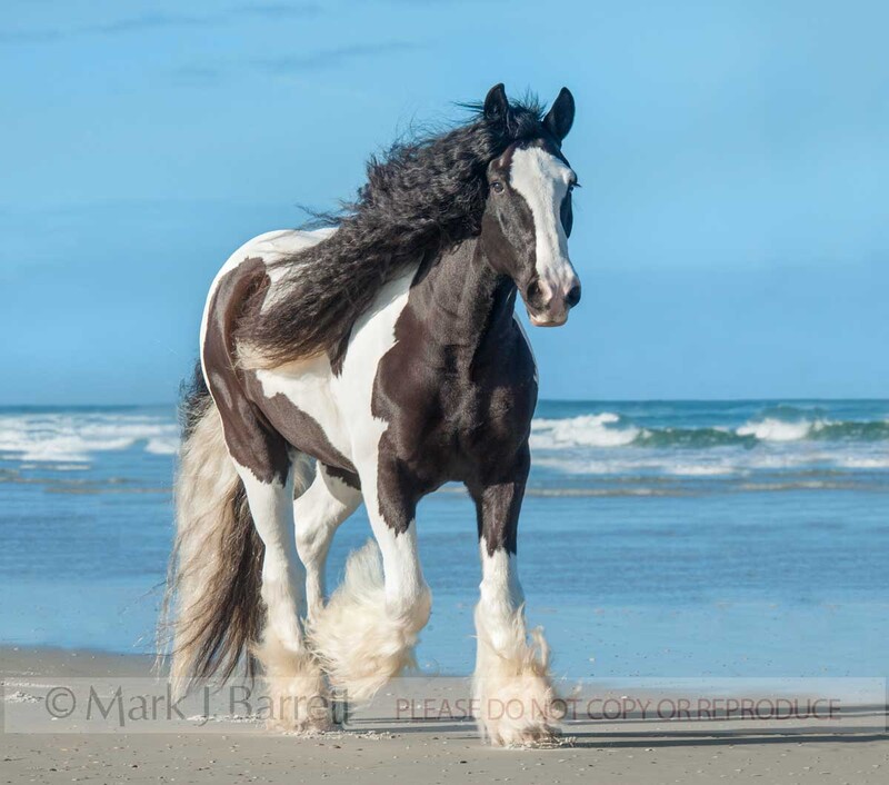 8698-30A(2).jpg :: adult male Gypsy Vanner Horse trots along ocean shore beach sand