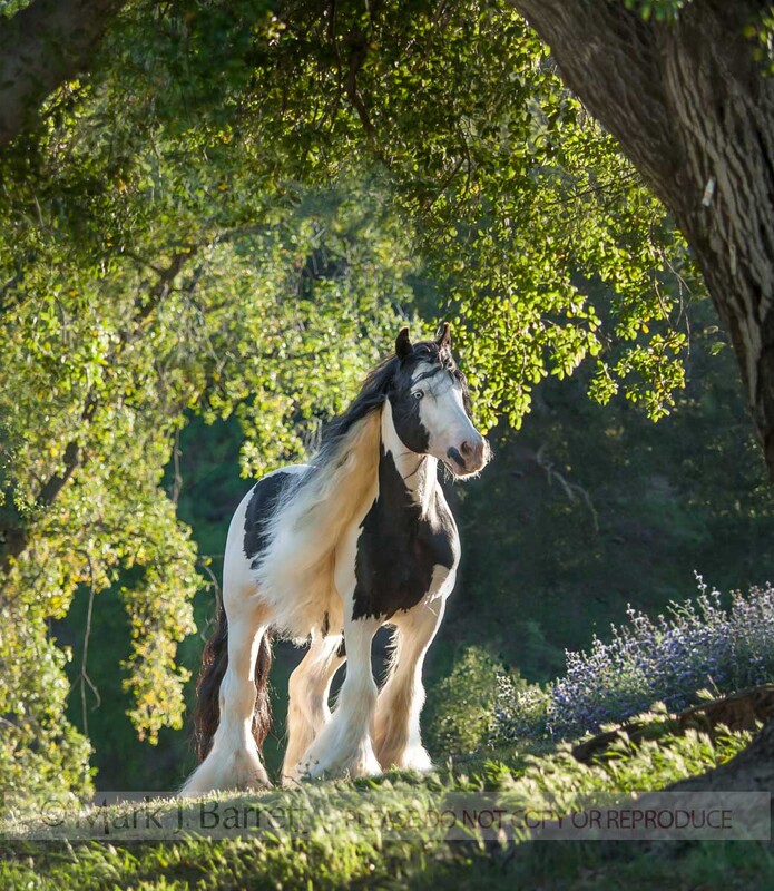 8700-4B(1).jpg :: Gypsy Vanner Horse Stallion WITH LAVENDAR AZND OAK