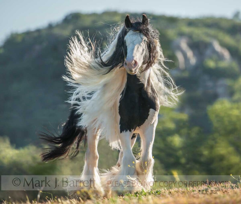 8700-61A(2).jpg :: Gypsy Vanner Horse Stallion