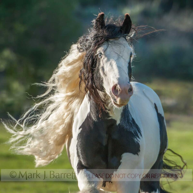 8700-74.jpg :: Gypsy Vanner Horse Stallion