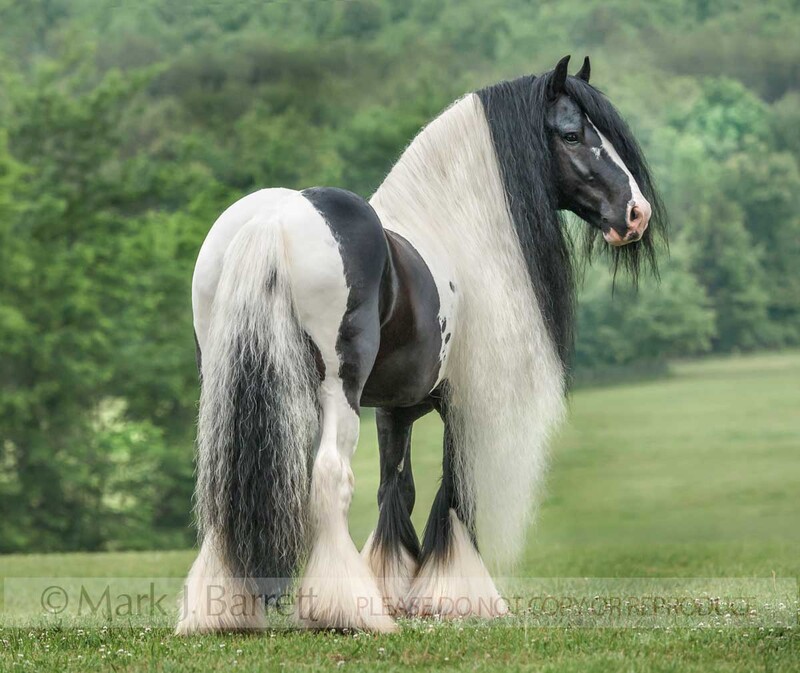 8705-19(1).jpg :: Gypsy Vanner Horse stallion