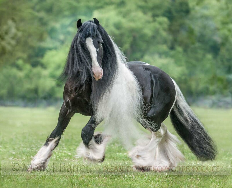 8705-30W(1).jpg :: Gypsy Vanner Horse stallion