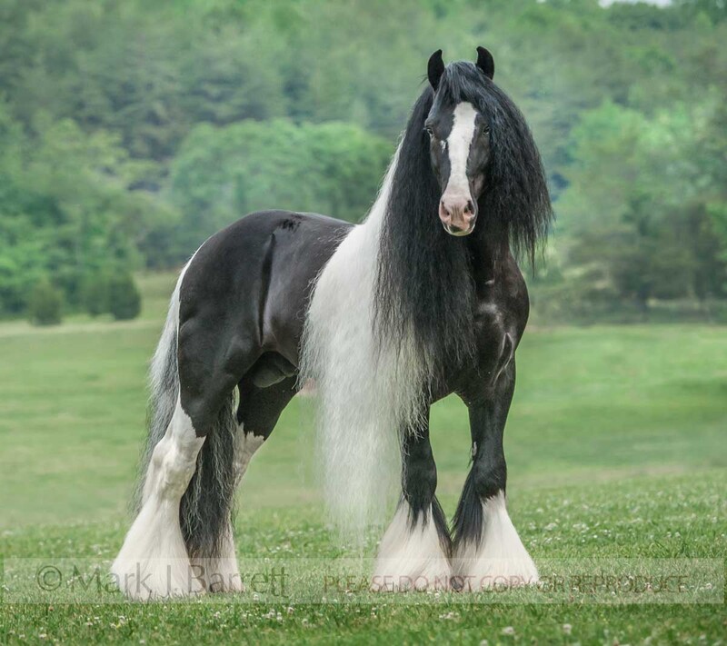 8705-31(1).jpg :: Gypsy Vanner Horse stallion