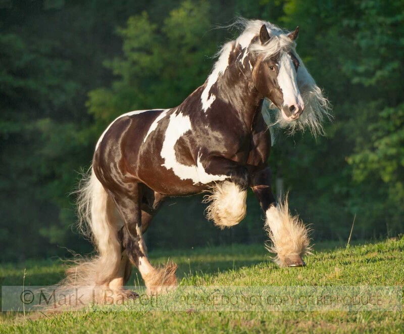 8706-51.jpg :: Gypsy Vanner Horse stallion