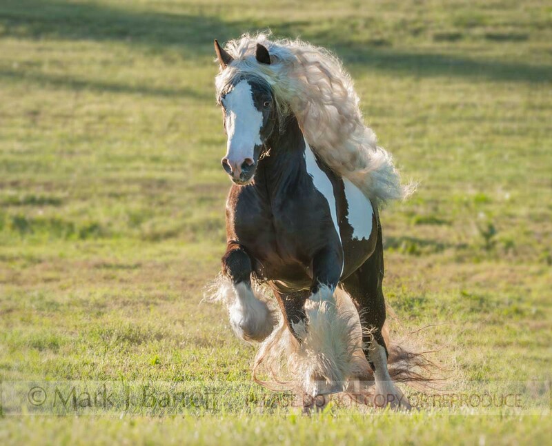 8706-64A(1).jpg :: Adult male Gypsy Vanner Horse stallion gqallops head on in green field