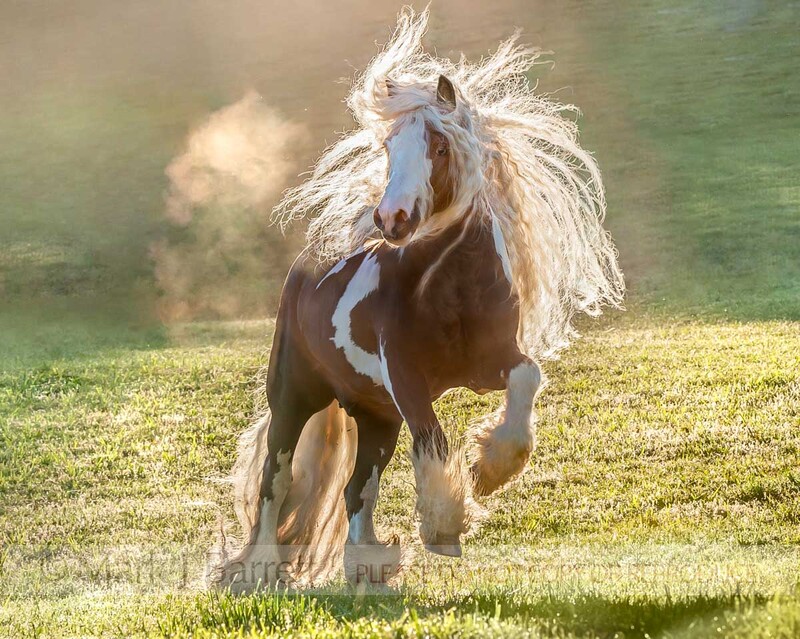 8706-66A(1).jpg :: energetic adult male animal Gypsy Vanner Horse stallion runs across field with strong backlit vapor in air