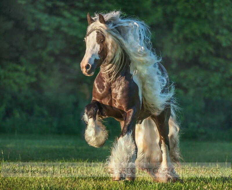 8706-68.jpg :: Gypsy Vanner Horse stallion