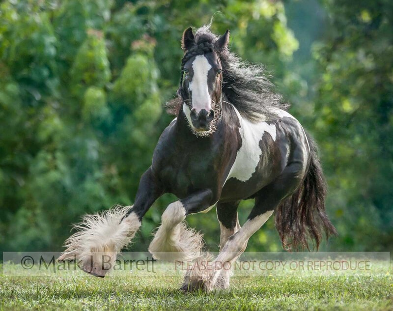 8709-26A(1).jpg :: Gypsy Vanner Horse adult male running in green field