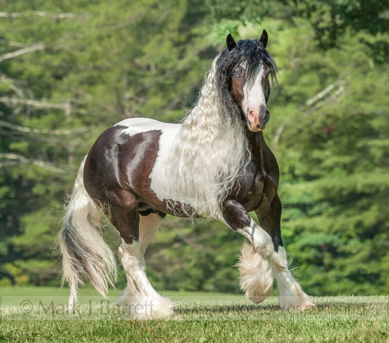 8717-22(2).jpg :: Gypsy Vanner Horse stallion