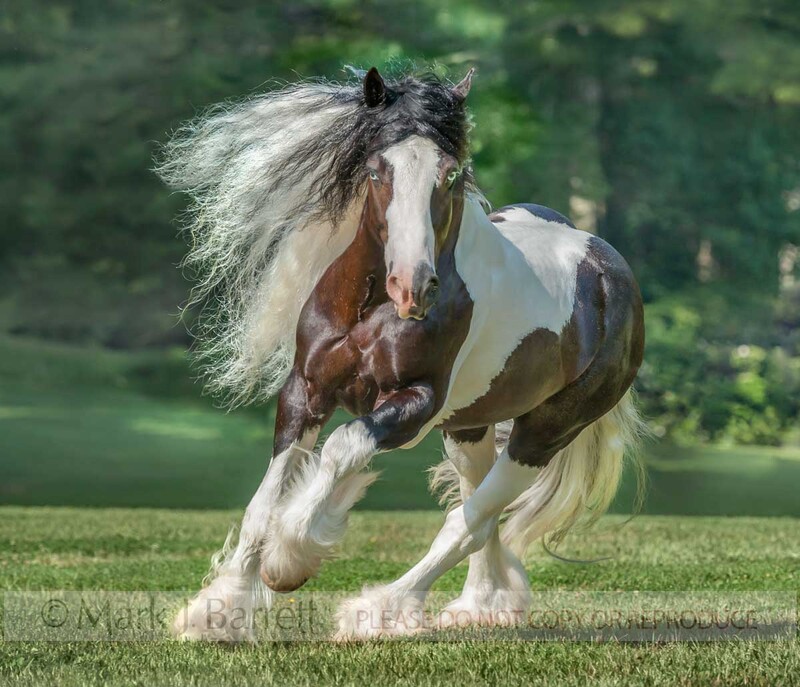 8717-42A1(1).jpg :: Gypsy Vanner Horse stallion with attitude