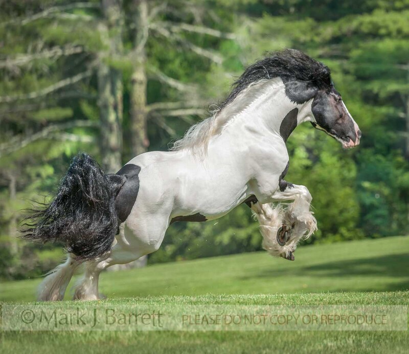 8718-55A(1).jpg :: Gypsy Vanner Horse stallion leaps forward to run