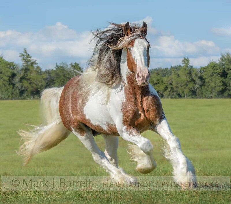 8719-27A.jpg :: Drum Horse stallion