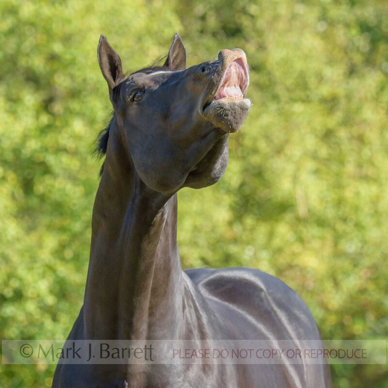 8724-17A.jpg :: ADULT MALE Warmblood stallion at liberty flehmen sniffing the air