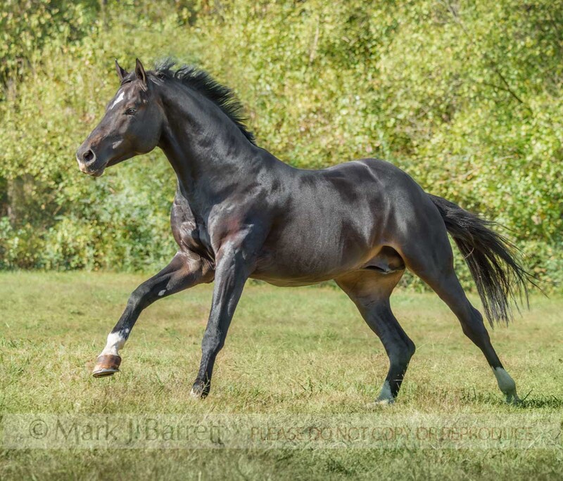 8724-4B.jpg :: adult male Warmblood horse gelding runs  at liberty in grass field