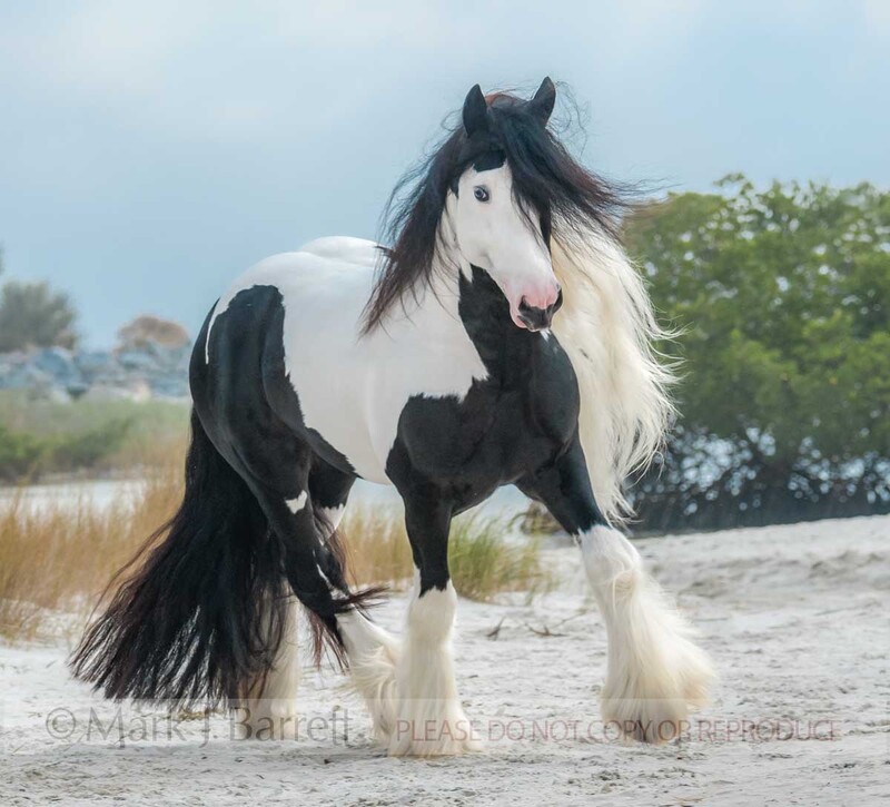 8726-25B.jpg :: Gypsy Vanner Horse stallion