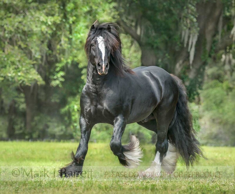 8728-28.jpg :: adult male Gypsy Vanner Horse gelding