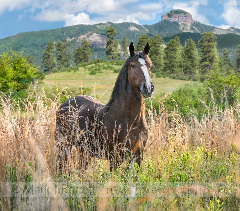 8729-8A(1).jpg :: Mustang horse standing in meadow with mountains behind