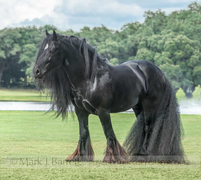 8730-18A.jpg :: adult male Gypsy Vanner Horse stallion stands on grass lawn before pond
