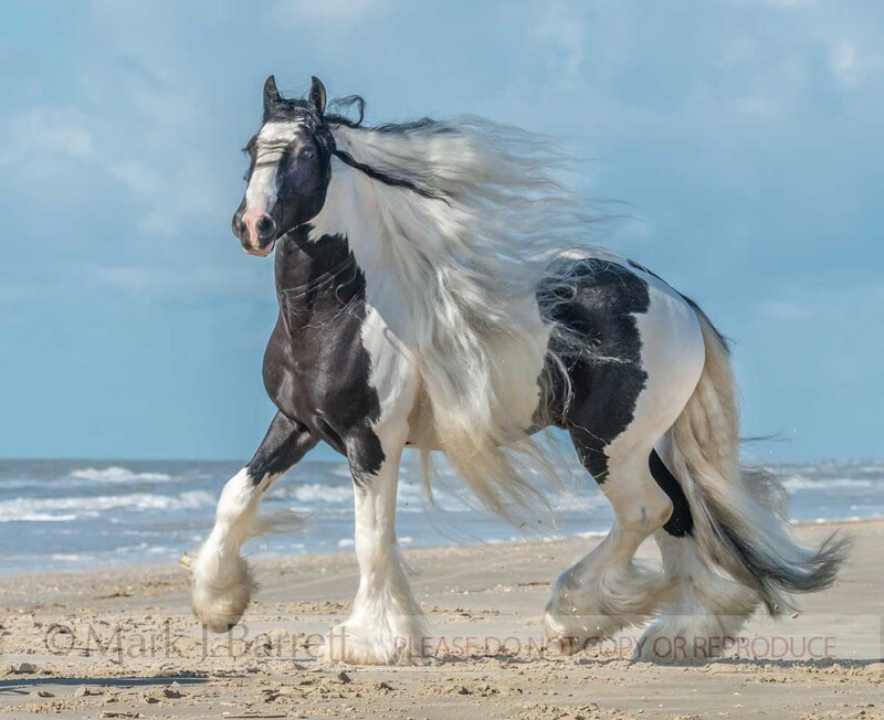 8731-39.jpg :: Gypsy Vanner Horse stallion