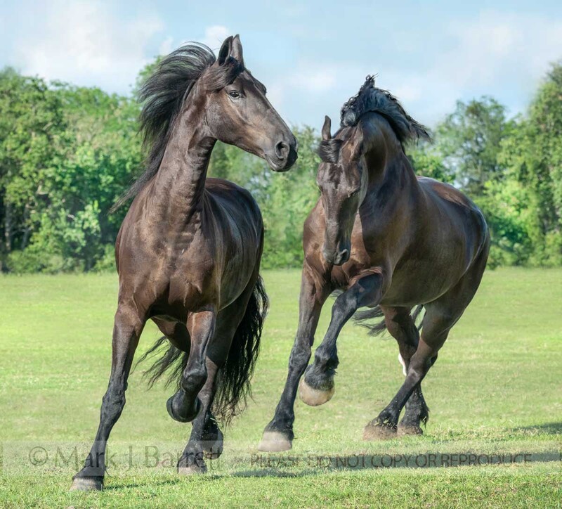 8737-32B.jpg :: Pair of black Friesian horses runninmg in green pasture