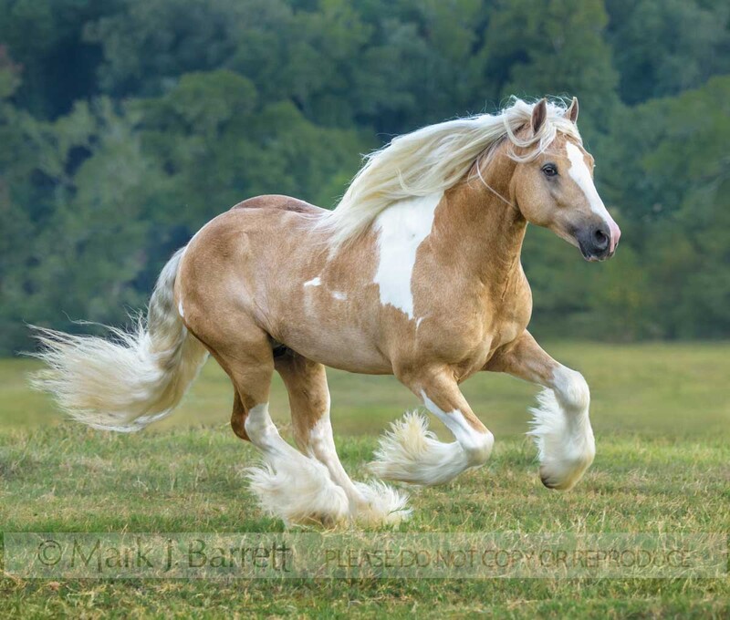 8739-25.jpg :: Gypsy Vanner, horse,  palomino pinto, stallion, stud