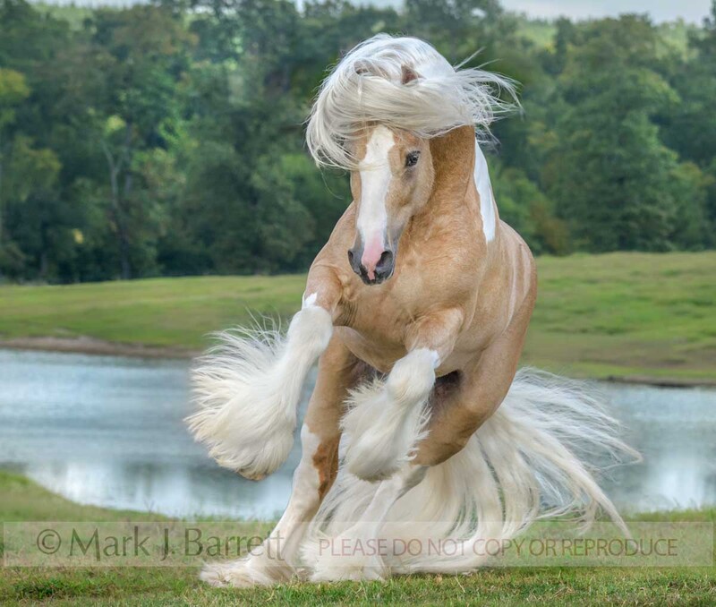 8739-44.jpg :: Gypsy Vanner, horse,  palomino pinto, stallion, stud