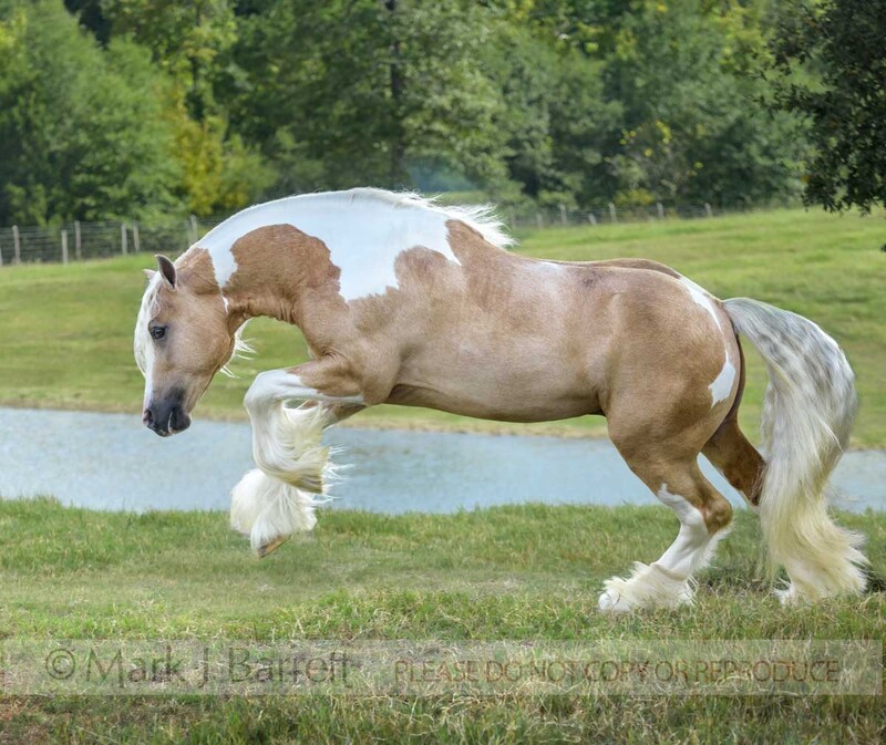 8739-51.jpg :: Gypsy Vanner, horse,  palomino pinto, stallion, stud