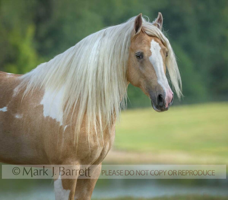 8739-59A.jpg :: adult male Gypsy Vanner, horse portrait in field