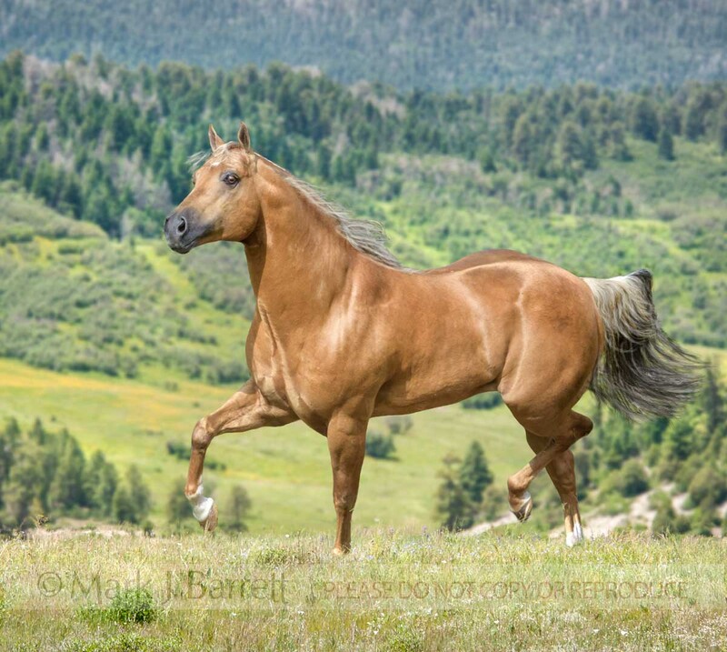 8740-29B.jpg :: 15 year old palomino Quarter horse stallion