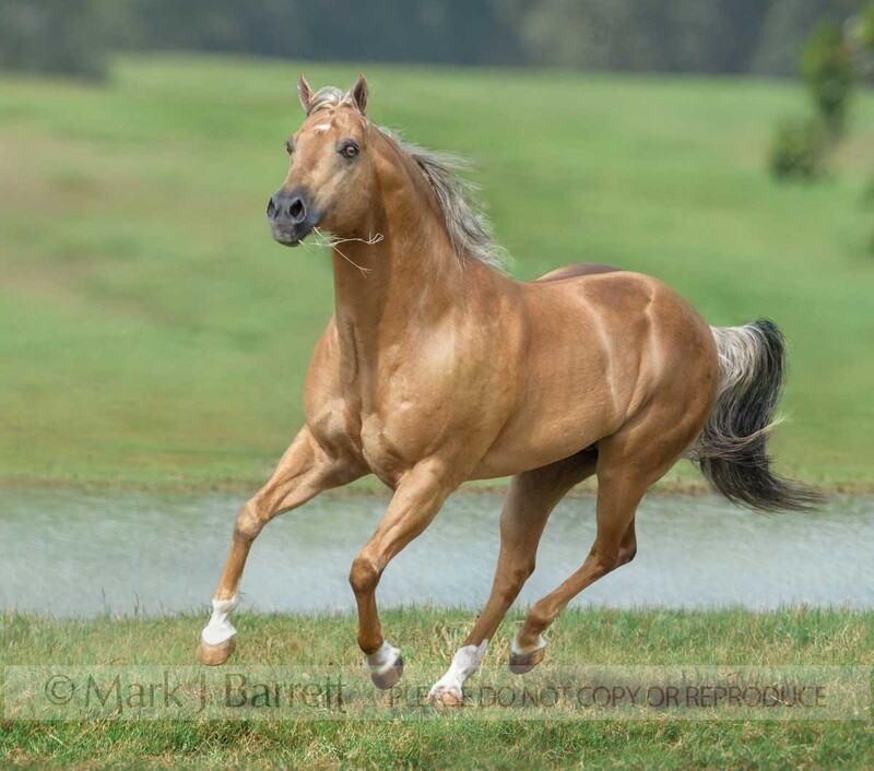 8740-35B.jpg :: 15 year old palomino Quarter horse stallion gallops in open pasture by pond.