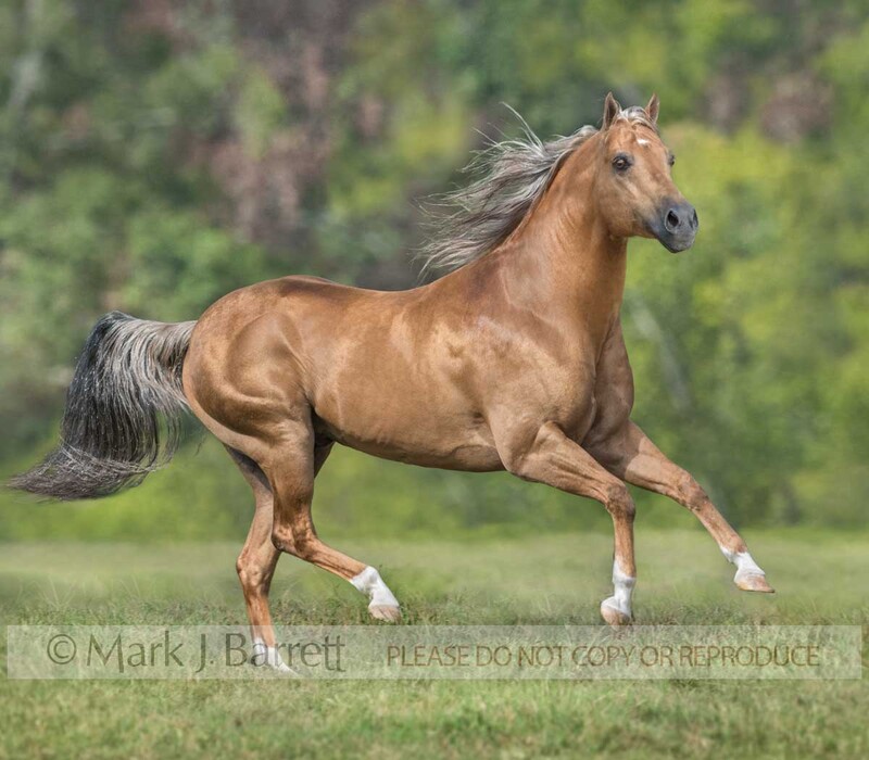 8740-44A.jpg :: adult male  palomino American Quarter horse stallion gallops in green field