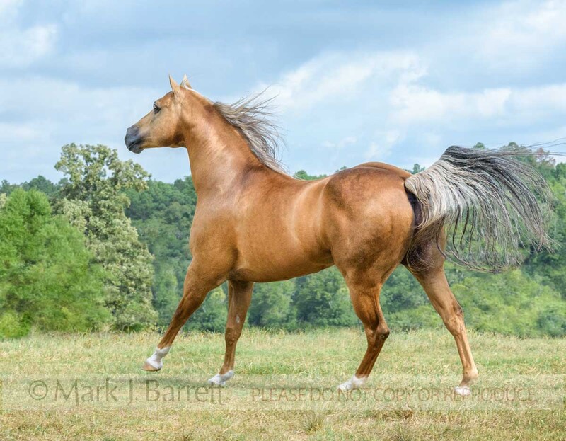 8740-47.jpg :: 15 year old palomino Quarter horse stallion