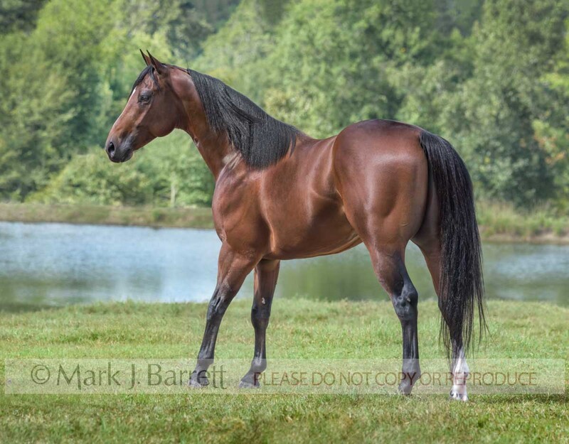 8741-15A.jpg :: adult male dark bay  American Quarter Horse stallion