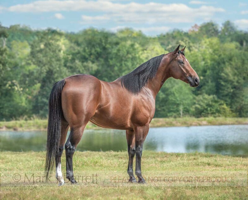 8741-16A.jpg :: 3 year old dark bay Quarter Horse stallion